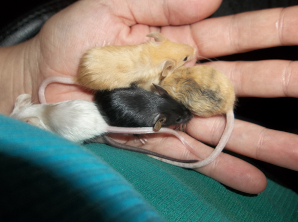 Luna, Latte, Kofi, Squee the 2nd