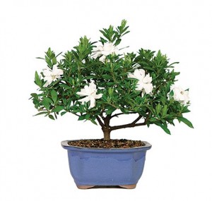 small_gardenia_bonsai_tree