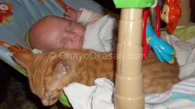 Kitten and baby