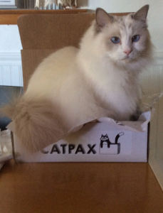 gertie-catpax-box-unedited