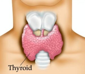 Thyroid