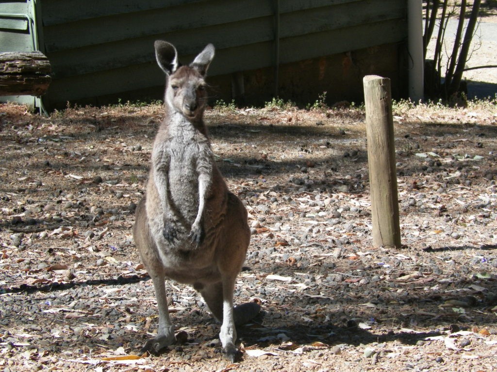 Kangaroo in Australia