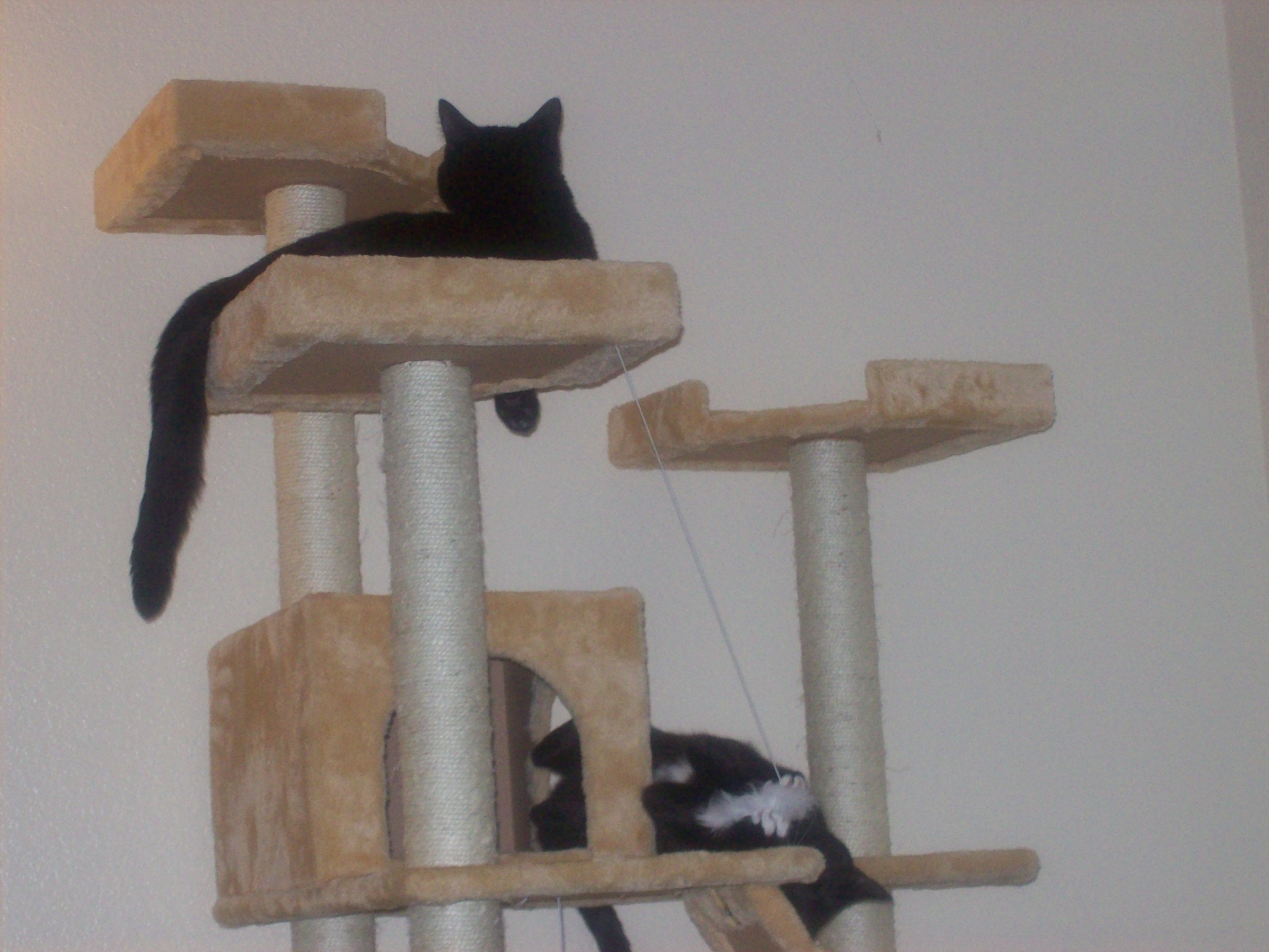 They love their cat tree <3