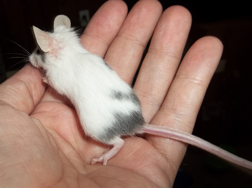 Meet Kiki and Lisi's new skirt!