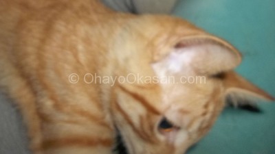 Orange Tabby kitten
