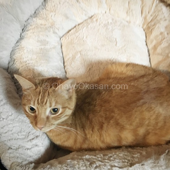Petlinks Dog Bed… for our cats? Yes! – Hgg 2017<p><!-- Google Ads Injected by Adsense Explosion 1.1.4 --><div class="adsxpls" id="adsxpls1" style="padding:7px; float: left; padding-left: 0px; margin: 0px;"><!-- AdSense Plugin Explosion num: 1 --><ins class="adsbygoogle" id="adsgoogle1" style="display:inline-block;width:468px;height:60px" data-ad-client="ca-pub-9908750747033588"data-ad-slot=""></ins><script>(adsbygoogle = window.adsbygoogle || []).push({});</script></div></p>